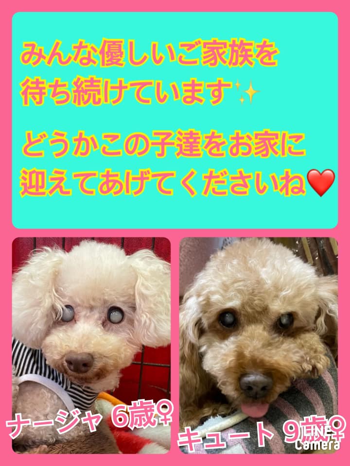 🐾今日の里親様募集中ワンコ🐶メンバーです🐾2021,5,7